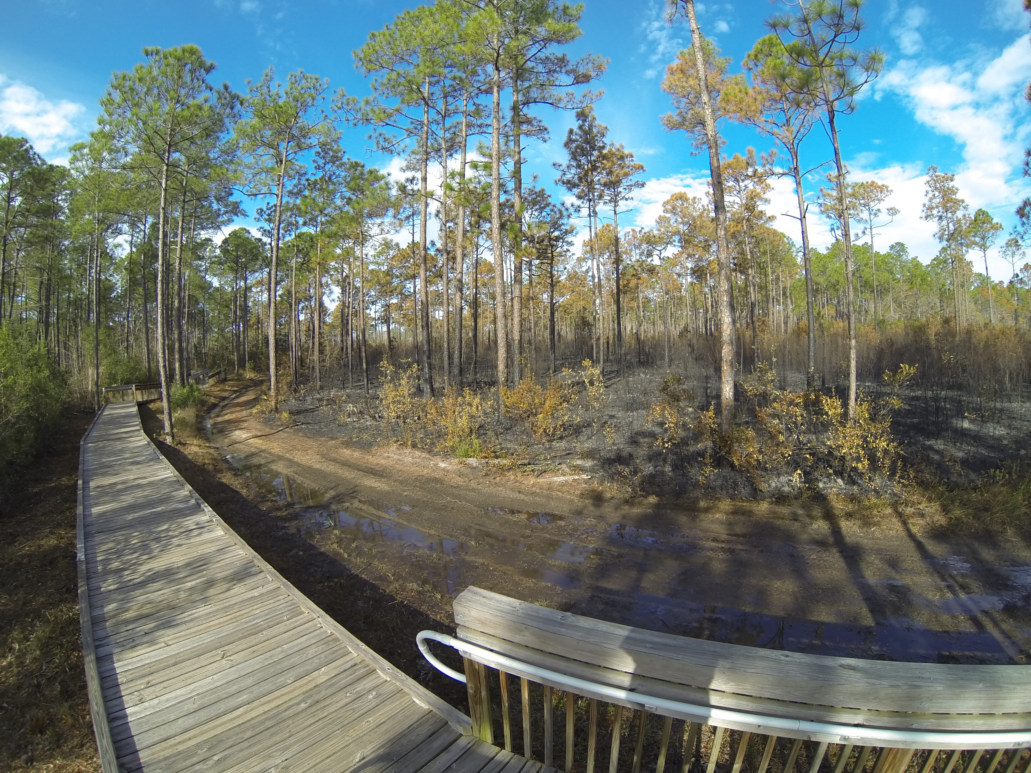 Tarkiln Bayou Preserve State Park - Pensacola Vibes