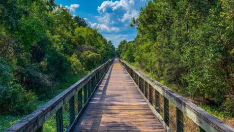 Marcus Bayou Wetland